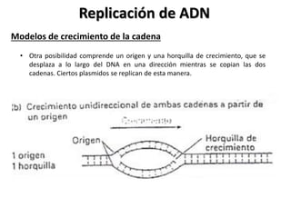 Replicación de ADN
Modelos de crecimiento de la cadena
• Otra posibilidad comprende un origen y una horquilla de crecimiento, que se
desplaza a lo largo del DNA en una dirección mientras se copian las dos
cadenas. Ciertos plasmidos se replican de esta manera.
 
