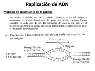 Replicación de ADN
Modelos de crecimiento de la cadena
• Una tercera posibilidad es que la síntesis comenzara en un solo origen y
prosiguiera en ambas direcciones, de modo que ambas cadenas fuesen
copiadas en cada una de las dos horquillas de crecimiento. Este es el
mecanismo general que utilizan las células procariontes y eucariontes, es decir
la replicación es bidireccional.
 