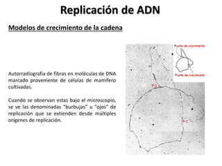 Replicación de ADN
Modelos de crecimiento de la cadena
Autorradiografia de fibras en moléculas de DNA
marcado proveniente de células de mamífero
cultivadas.
Cuando se observan estas bajo el microscopio,
se ve las denominadas “burbujas” u “ojos” de
replicación que se extienden desde múltiples
orígenes de replicación.
 