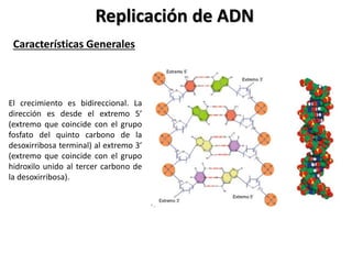 Replicación de ADN
Características Generales
El crecimiento es bidireccional. La
dirección es desde el extremo 5’
(extremo que coincide con el grupo
fosfato del quinto carbono de la
desoxirribosa terminal) al extremo 3’
(extremo que coincide con el grupo
hidroxilo unido al tercer carbono de
la desoxirribosa).
 