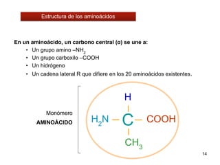 14
En un aminoácido, un carbono central (ɑ) se une a:
• Un grupo amino –NH2
• Un grupo carboxilo –COOH
• Un hidrógeno
• Un cadena lateral R que difiere en los 20 aminoácidos existentes.
C
H2
N COOH
H
CH3
Monómero
AMINOÁCIDO
Estructura de los aminoácidos
 