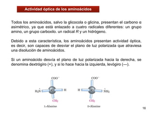 Todos los aminoácidos, salvo la glicocola o glicina, presentan el carbono α
asimétrico, ya que está enlazado a cuatro radicales diferentes: un grupo
amino, un grupo carboxilo. un radical R y un hidrógeno.
Debido a esta característica, los aminoácidos presentan actividad óptica,
es decir, son capaces de desviar el plano de luz polarizada que atraviesa
una disolución de aminoácidos.
Si un aminoácido desvía el plano de luz polarizada hacia la derecha, se
denomina dextrógiro (+), y si lo hace hacia la izquierda, levógiro (—).
16
Actividad óptica de los aminoácidos
 