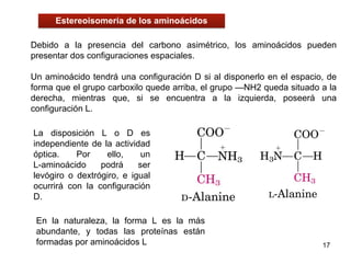Debido a la presencia del carbono asimétrico, los aminoácidos pueden
presentar dos configuraciones espaciales.
Un aminoácido tendrá una configuración D si al disponerlo en el espacio, de
forma que el grupo carboxilo quede arriba, el grupo —NH2 queda situado a la
derecha, mientras que, si se encuentra a la izquierda, poseerá una
configuración L.
17
Estereoisomería de los aminoácidos
La disposición L o D es
independiente de la actividad
óptica. Por ello, un
L-aminoácido podrá ser
levógiro o dextrógiro, e igual
ocurrirá con la configuración
D.
En la naturaleza, la forma L es la más
abundante, y todas las proteínas están
formadas por aminoácidos L
 