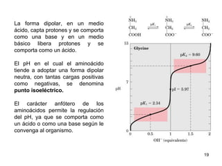 La forma dipolar, en un medio
ácido, capta protones y se comporta
como una base y en un medio
básico libera protones y se
comporta como un ácido.
El pH en el cual el aminoácido
tiende a adoptar una forma dipolar
neutra, con tantas cargas positivas
como negativas, se denomina
punto isoeléctrico.
El carácter anfótero de los
aminoácidos permite la regulación
del pH, ya que se comporta como
un ácido o como una base según le
convenga al organismo.
19
 