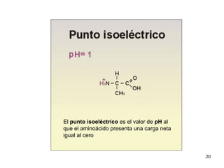 20
El punto isoeléctrico es el valor de pH al
que el aminoácido presenta una carga neta
igual al cero
 