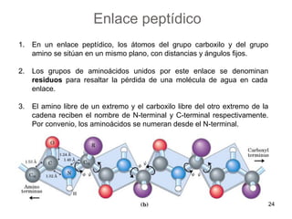 1. En un enlace peptídico, los átomos del grupo carboxilo y del grupo
amino se sitúan en un mismo plano, con distancias y ángulos fijos.
2. Los grupos de aminoácidos unidos por este enlace se denominan
residuos para resaltar la pérdida de una molécula de agua en cada
enlace.
3. El amino libre de un extremo y el carboxilo libre del otro extremo de la
cadena reciben el nombre de N-terminal y C-terminal respectivamente.
Por convenio, los aminoácidos se numeran desde el N-terminal.
Enlace peptídico
24
 