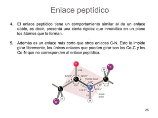4. El enlace peptídico tiene un comportamiento similar al de un enlace
doble, es decir, presenta una cierta rigidez que inmoviliza en un plano
los átomos que lo forman.
5. Además es un enlace más corto que otros enlaces C-N. Esto le impide
girar libremente, los únicos enlaces que pueden girar son los Cα-C y los
Cα-N que no corresponden al enlace peptídico.
Enlace peptídico
25
 