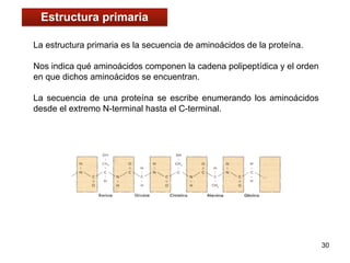 La estructura primaria es la secuencia de aminoácidos de la proteína.
Nos indica qué aminoácidos componen la cadena polipeptídica y el orden
en que dichos aminoácidos se encuentran.
La secuencia de una proteína se escribe enumerando los aminoácidos
desde el extremo N-terminal hasta el C-terminal.
30
Estructura primaria
 