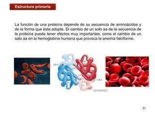 La función de una proteína depende de su secuencia de aminoácidos y
de la forma que ésta adopte. El cambio de un solo aa de la secuencia de
la proteína puede tener efectos muy importantes, como el cambio de un
solo aa en la hemoglobina humana que provoca la anemia falciforme.
31
Estructura primaria
 