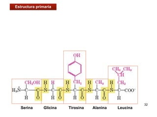32
Serina Glicina Tirosina Alanina Leucina
Estructura primaria
 