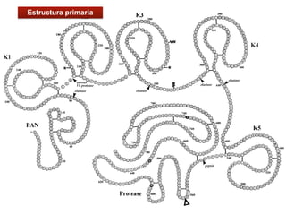 33
Estructura primaria
 