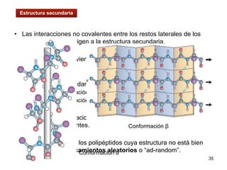 35
• Las interacciones no covalentes entre los restos laterales de los
aminoácidos dan origen a la estructura secundaria.
• Esta conformación viene dada por puentes de hidrógeno
intercatenarios.
• La estructura secundaria puede ser:
– Conformación ɑ (Hélice)
– Conformación β (Hoja plegada)
• Si bien las conformaciones anteriores son las más usuales, existen
otras menos frecuentes.
• Existen sectores de los polipéptidos cuya estructura no está bien
definida: los enroscamientos aleatorios o “ad-random”.
Conformación β
Conformación ɑ
Estructura secundaria
 