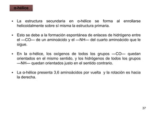 ▪ La estructura secundaria en α-hélice se forma al enrollarse
helicoidalmente sobre sí misma la estructura primaria.
▪ Esto se debe a la formación espontánea de enlaces de hidrógeno entre
el —CO— de un aminoácido y el —NH— del cuarto aminoácido que le
sigue.
▪ En la α-hélice, los oxígenos de todos los grupos —CO— quedan
orientados en el mismo sentido, y los hidrógenos de todos los grupos
—NH— quedan orientados justo en el sentido contrario.
▪ La α-hélice presenta 3,6 aminoácidos por vuelta y la rotación es hacia
la derecha.
37
α-hélice
 