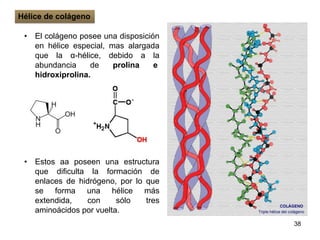 • El colágeno posee una disposición
en hélice especial, mas alargada
que la α-hélice, debido a la
abundancia de prolina e
hidroxiprolina.
• Estos aa poseen una estructura
que dificulta la formación de
enlaces de hidrógeno, por lo que
se forma una hélice más
extendida, con sólo tres
aminoácidos por vuelta.
38
Hélice de colágeno
 