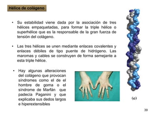 • Su estabilidad viene dada por la asociación de tres
hélices empaquetadas, para formar la triple hélice o
superhélice que es la responsable de la gran fuerza de
tensión del colágeno.
• Las tres hélices se unen mediante enlaces covalentes y
enlaces débiles de tipo puente de hidrógeno. Las
maromas y cables se construyen de forma semejante a
esta triple hélice.
39
Hélice de colágeno
• Hay algunas alteraciones
del colágeno que provocan
síndromes como el de el
hombre de goma o el
síndrome de Marfán que
padecía Paganini y que
explicaba sus dedos largos
e hiperextensibles
 