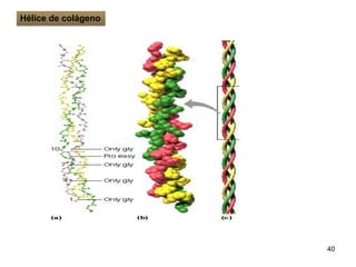40
Hélice de colágeno
 