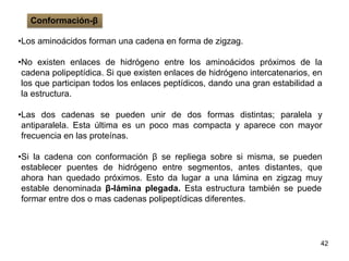 •Los aminoácidos forman una cadena en forma de zigzag.
•No existen enlaces de hidrógeno entre los aminoácidos próximos de la
cadena polipeptídica. Si que existen enlaces de hidrógeno intercatenarios, en
los que participan todos los enlaces peptídicos, dando una gran estabilidad a
la estructura.
•Las dos cadenas se pueden unir de dos formas distintas; paralela y
antiparalela. Esta última es un poco mas compacta y aparece con mayor
frecuencia en las proteínas.
•Si la cadena con conformación β se repliega sobre si misma, se pueden
establecer puentes de hidrógeno entre segmentos, antes distantes, que
ahora han quedado próximos. Esto da lugar a una lámina en zigzag muy
estable denominada β-lámina plegada. Esta estructura también se puede
formar entre dos o mas cadenas polipeptídicas diferentes.
42
Conformación-β
 