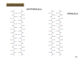 43
ANTIPARALELA
PARALELA
Conformación-β
 