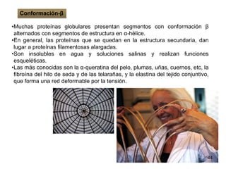 •Muchas proteínas globulares presentan segmentos con conformación β
alternados con segmentos de estructura en α-hélice.
•En general, las proteínas que se quedan en la estructura secundaria, dan
lugar a proteínas filamentosas alargadas.
•Son insolubles en agua y soluciones salinas y realizan funciones
esqueléticas.
•Las más conocidas son la α-queratina del pelo, plumas, uñas, cuernos, etc, la
fibroína del hilo de seda y de las telarañas, y la elastina del tejido conjuntivo,
que forma una red deformable por la tensión.
44
Conformación-β
 