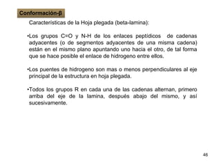 46
Características de la Hoja plegada (beta-lamina):
•Los grupos C=O y N-H de los enlaces peptídicos de cadenas
adyacentes (o de segmentos adyacentes de una misma cadena)
están en el mismo plano apuntando uno hacia el otro, de tal forma
que se hace posible el enlace de hidrogeno entre ellos.
•Los puentes de hidrogeno son mas o menos perpendiculares al eje
principal de la estructura en hoja plegada.
•Todos los grupos R en cada una de las cadenas alternan, primero
arriba del eje de la lamina, después abajo del mismo, y así
sucesivamente.
Conformación-β
 