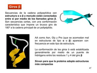 47
Secuencias de la cadena polipeptídica con
estructura α o β a menudo están conectadas
entre sí por medio de los llamados giros β.
Son secuencias cortas, con una conformación
característica que impone un brusco giro de
180o
a la cadena principal de un polipéptido.
Giros β
AA como Asn, Gly y Pro (que se acomodan mal
en estructuras de tipo α o β) aparecen con
frecuencia en este tipo de estructura.
La conformación de los giros b está estabilizada
generalmente por medio de un puente de
hidrógeno entre los residuos 1 y 4 del giro β
Sirven para que la proteína adopte estructuras
más compactas
 