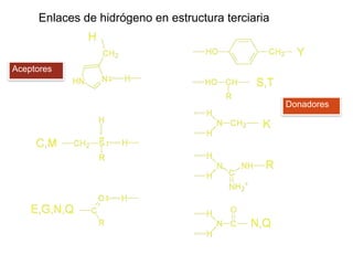 Aceptores
Donadores
Enlaces de hidrógeno en estructura terciaria
 