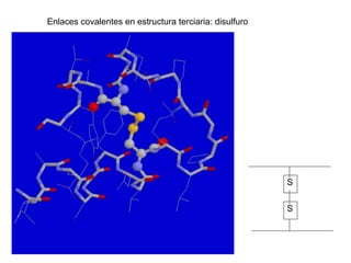 Enlaces covalentes en estructura terciaria: disulfuro
S
S
 