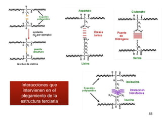 55
Interacciones que
intervienen en el
plegamiento de la
estructura terciaria
 