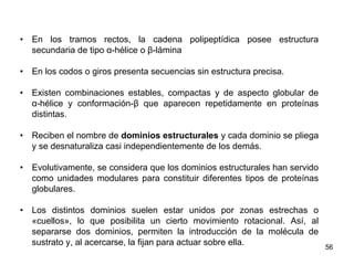 • En los tramos rectos, la cadena polipeptídica posee estructura
secundaria de tipo α-hélice o β-lámina
• En los codos o giros presenta secuencias sin estructura precisa.
• Existen combinaciones estables, compactas y de aspecto globular de
α-hélice y conformación-β que aparecen repetidamente en proteínas
distintas.
• Reciben el nombre de dominios estructurales y cada dominio se pliega
y se desnaturaliza casi independientemente de los demás.
• Evolutivamente, se considera que los dominios estructurales han servido
como unidades modulares para constituir diferentes tipos de proteínas
globulares.
• Los distintos dominios suelen estar unidos por zonas estrechas o
«cuellos», lo que posibilita un cierto movimiento rotacional. Así, al
separarse dos dominios, permiten la introducción de la molécula de
sustrato y, al acercarse, la fijan para actuar sobre ella. 56
 
