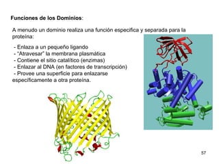 57
- Enlaza a un pequeño ligando
- “Atravesar” la membrana plasmática
- Contiene el sitio catalítico (enzimas)
- Enlazar al DNA (en factores de transcripción)
- Provee una superficie para enlazarse
específicamente a otra proteína.
Funciones de los Dominios:
A menudo un dominio realiza una función especifica y separada para la
proteína:
 