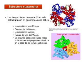 59
• Las interacciones que estabilizan esta
estructura son en general uniones débiles:
• Interacciones hidrofóbicas.
• Puentes de hidrógeno.
• Interacciones salinas.
• Fuerza de Van der Waals.
• En algunas ocasiones puede haber
enlaces fuertes tipo puentes disulfuro,
en el caso de las inmunoglobulinas.
Estructura cuaternaria
 
