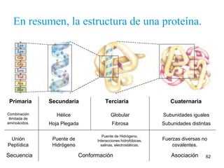62
En resumen, la estructura de una proteína.
Primaria Secundaria Terciaria Cuaternaria
Secuencia Conformación Asociación
Hélice
Hoja Plegada
Globular
Fibrosa
Subunidades iguales
Subunidades distintas
Combinación
ilimitada de
aminoácidos.
Unión
Peptídica
Puente de
Hidrógeno
Puente de Hidrógeno,
Interacciones hidrofóbicas,
salinas, electrostáticas.
Fuerzas diversas no
covalentes.
 