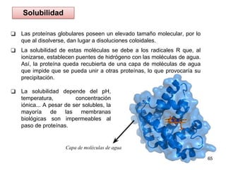 ❑ Las proteínas globulares poseen un elevado tamaño molecular, por lo
que al disolverse, dan lugar a disoluciones coloidales.
❑ La solubilidad de estas moléculas se debe a los radicales R que, al
ionizarse, establecen puentes de hidrógeno con las moléculas de agua.
Así, la proteína queda recubierta de una capa de moléculas de agua
que impide que se pueda unir a otras proteínas, lo que provocaría su
precipitación.
65
Solubilidad
❑ La solubilidad depende del pH,
temperatura, concentración
iónica... A pesar de ser solubles, la
mayoría de las membranas
biológicas son impermeables al
paso de proteínas.
Capa de moléculas de agua
 