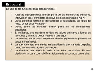 Es una de las funciones más características:
1. Algunas glucoproteínas forman parte de las membranas celulares.
Intervienen en el transporte selectivo de iones (bomba de Na-K)
2. Otras proteínas forman el citoesqueleto de las células, las fibras del
huso, de los cilios y flagelos.
3. Otras, como las histonas forman parte de los cromosomas
eucariotas.
4. El colágeno, que mantiene unidos los tejidos animales y forma los
tendones y la matriz de los huesos y cartílagos.
5. La elastina, en el tejido conjuntivo elástico (ligamentos paredes de
vasos sanguíneos).
6. La queratina, que se sintetiza en la epidermis y forma parte de pelos,
uñas, escamas de reptiles, plumas, etc.
7. La fibroína, que forma la seda y las telas de arañas. Es una
disolución viscosa que solidifica rápidamente al contacto con el aire.
78
Estructural
 