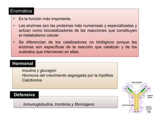 • Es la función más importante.
• Las enzimas son las proteínas más numerosas y especializadas y
actúan como biocatalizadores de las reacciones que constituyen
el metabolismo celular.
• Se diferencian de los catalizadores no biológicos porque las
enzimas son específicas de la reacción que catalizan y de los
sustratos que intervienen en ellas.
79
Insulina y glucagón
Hormona del crecimiento segregada por la hipófisis
Calcitonina
Enzimática
Hormonal
Inmunoglobulina, trombina y fibrinógeno
Defensiva
 