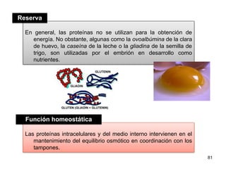 81
En general, las proteínas no se utilizan para la obtención de
energía. No obstante, algunas como la ovoalbúmina de la clara
de huevo, la caseína de la leche o la gliadina de la semilla de
trigo, son utilizadas por el embrión en desarrollo como
nutrientes.
Las proteínas intracelulares y del medio interno intervienen en el
mantenimiento del equilibrio osmótico en coordinación con los
tampones.
Reserva
Función homeostática
 