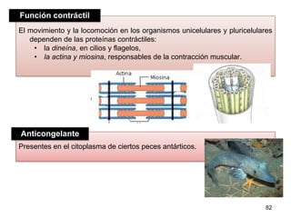 Presentes en el citoplasma de ciertos peces antárticos.
El movimiento y la locomoción en los organismos unicelulares y pluricelulares
dependen de las proteínas contráctiles:
• la dineína, en cilios y flagelos,
• la actina y miosina, responsables de la contracción muscular.
82
Anticongelante
Función contráctil
 