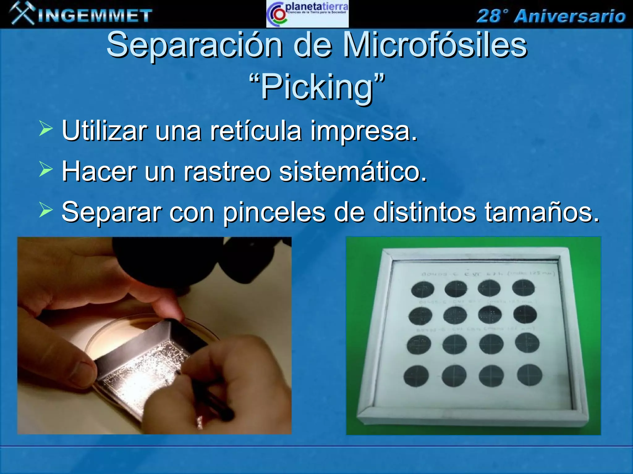 Separación de Microfósiles
                “Picking”
 Utilizar una retícula impresa.
 Hacer un rastreo sistemático.
 Separar con pinceles de distintos tamaños.




XIII CONGRESO PERUANO DE GEOLOGÍA
 