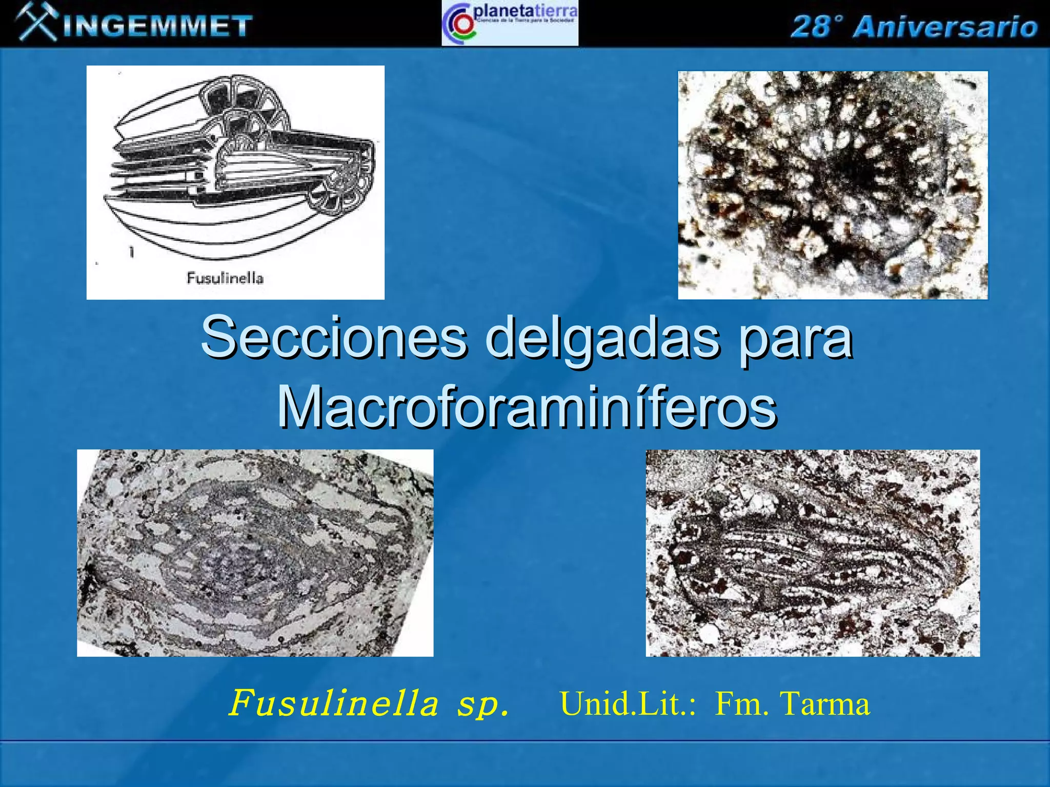 Secciones delgadas para
            Macroforaminíferos



            Fusulinella sp.         Unid.Lit.: Fm. Tarma
XIII CONGRESO PERUANO DE GEOLOGÍA
 