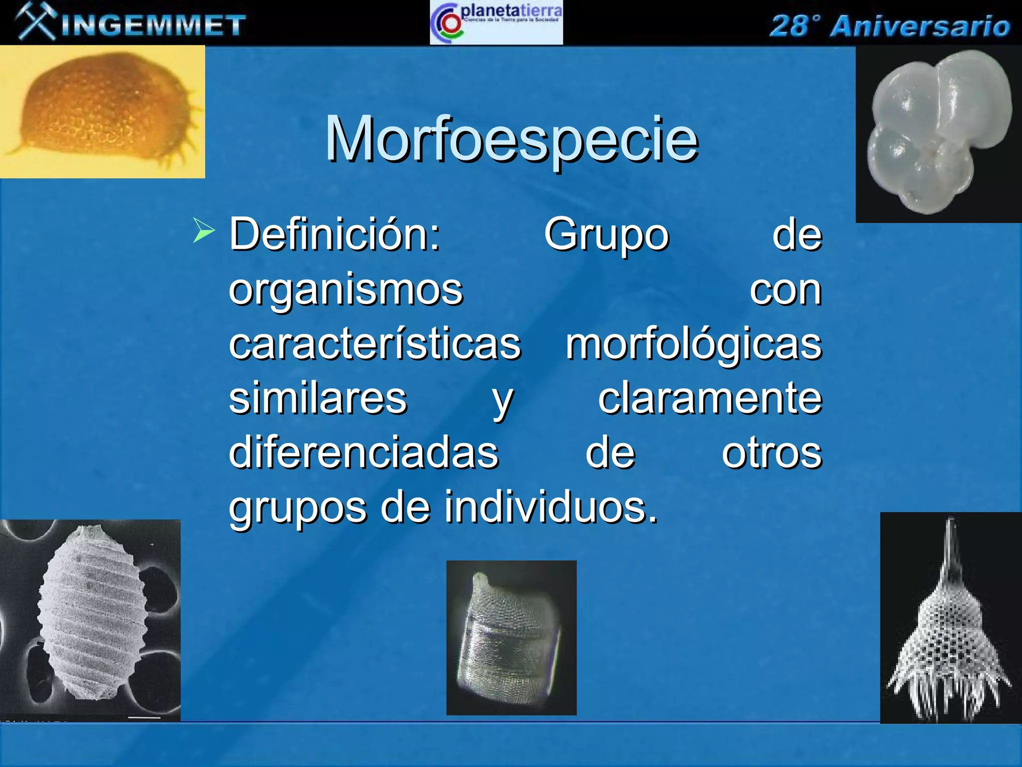 Morfoespecie
          Definición:              Grupo
                                       de
            organismos               con
            características morfológicas
            similares     y   claramente
            diferenciadas    de     otros
            grupos de individuos.




XIII CONGRESO PERUANO DE GEOLOGÍA
 