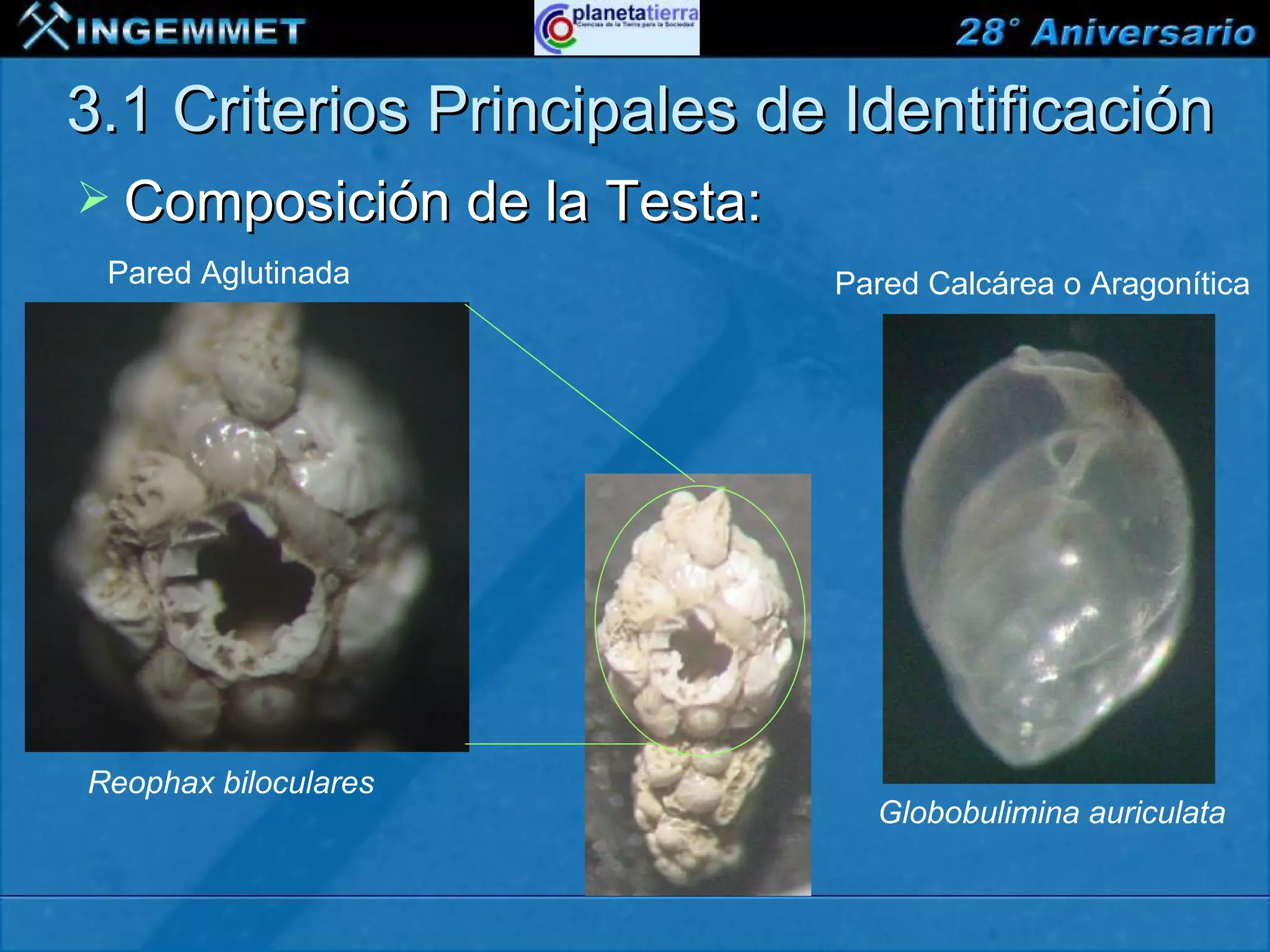 3.1 Criterios Principales de Identificación
 Composición de la Testa:
  Pared Aglutinada                  Pared Calcárea o Aragonítica




 Reophax biloculares
                                      Globobulimina auriculata


XIII CONGRESO PERUANO DE GEOLOGÍA
 