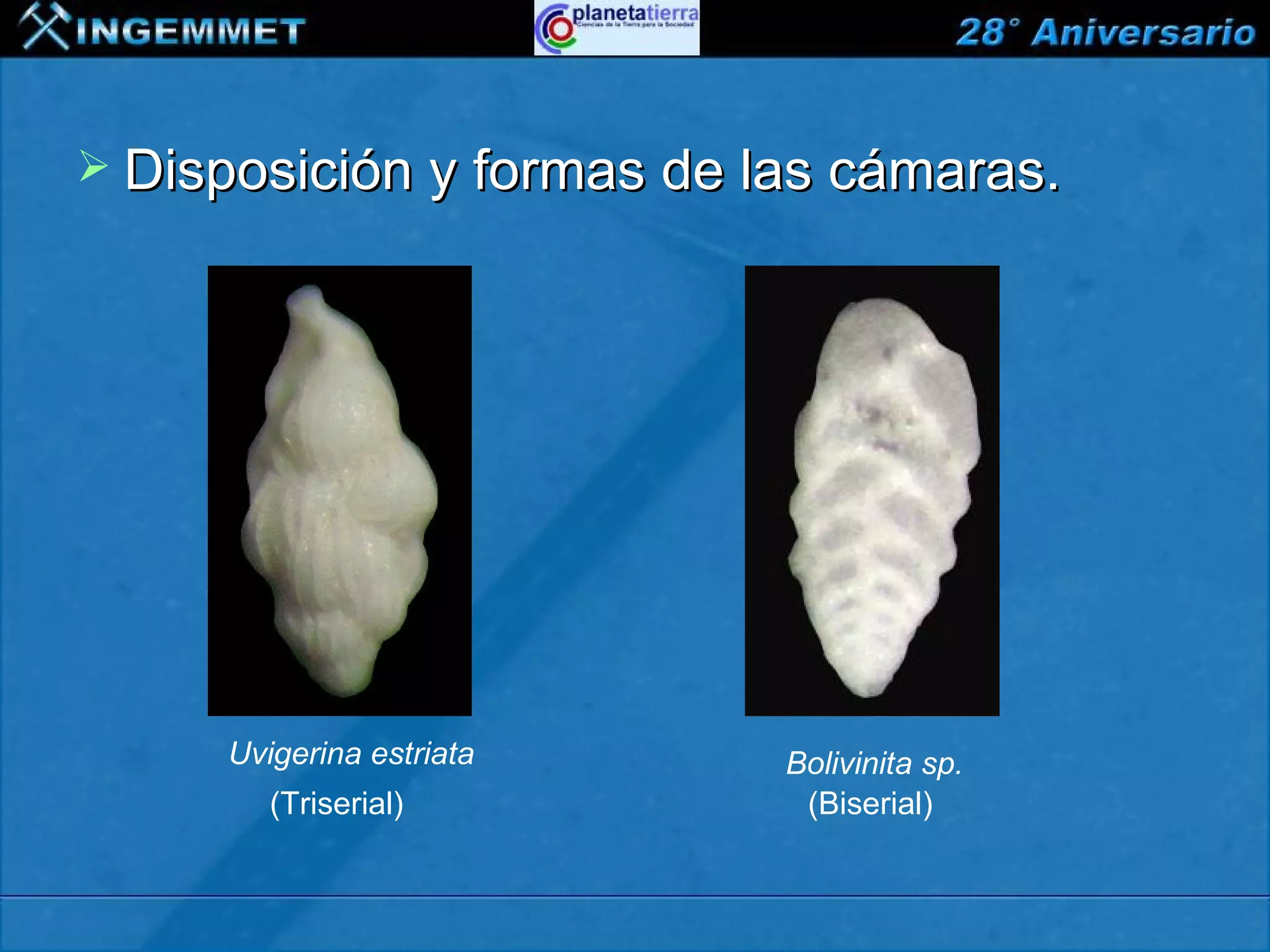  Disposición y formas de las cámaras.




         Uvigerina estriata         Bolivinita sp.
            (Triserial)              (Biserial)


XIII CONGRESO PERUANO DE GEOLOGÍA
 