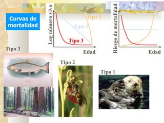 Curvas de mortalidad Tipo 1 Tipo 2 Tipo 3 Tipo 3 Tipo 2 Tipo 1 Log número vivo Edad Riesgo de mortalidad Edad 