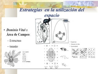 Estrategias  en la utilización del espacio 
