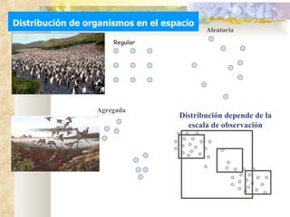 Distribución de organismos en el espacio Regular Aleatoria Agregada Distribución depende de la escala de observación 