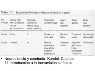 Neurociencia y conducta- Kandel. Capitulo 11.Introducción a la transmisión sináptica 