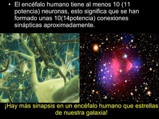 ¡Hay más sinapsis en un encéfalo humano que estrellas de nuestra galaxia! El encéfalo humano tiene al menos 10 (11 potencia) neuronas, esto significa que se han formado unas 10(14potencia) conexiones sinápticas aproximadamente. 