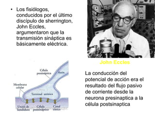 Los fisiólogos, conducidos por el último discípulo de sherrington, John Eccles, argumentaron que la transmisión sináptica es básicamente eléctrica. John Eccles La conducción del potencial de acción era el resultado del flujo pasivo de corriente desde la neurona presinaptica a la célula postsinaptica 