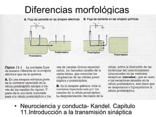 Diferencias morfológicas Neurociencia y conducta- Kandel. Capitulo 11.Introducción a la transmisión sináptica 