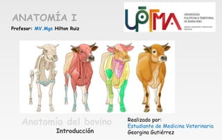 ANATOMÍA I
Realizado por:
Estudiante de Medicina Veterinaria
Georgina Gutiérrez
Profesor: MV.Mgs Hilton Ruiz
Anatomía del bovino
Introducción
 